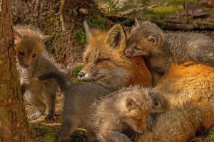 mother-fox-and-her-kits-steve-dunsford